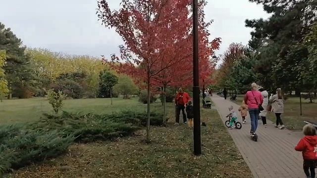клен серебристый. осенняя окраска смотреть онлайн