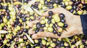 Как Выращивать  Оливки В Домашних Условиях