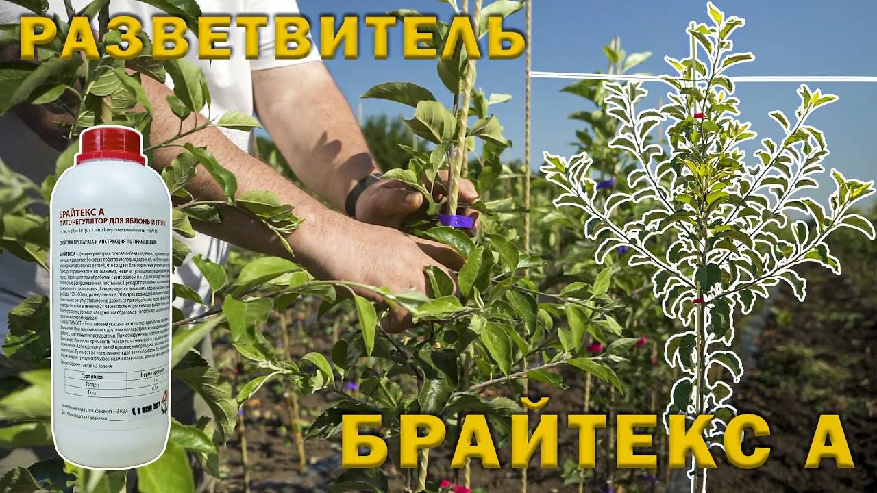 Брайтекс - разветвитель саженцев