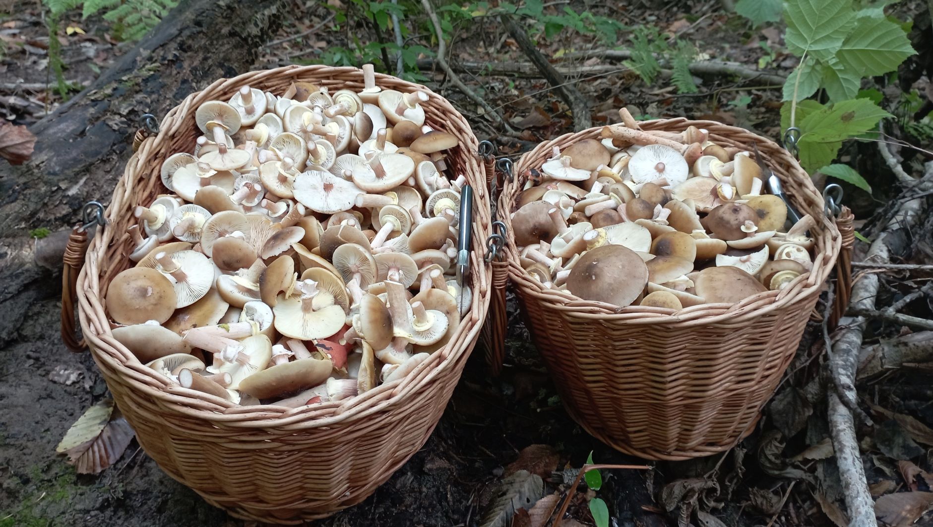 ОПЯТА и МАСЛЯТА - дружные ребята! По грибы 18 октября 2022 года. смотреть онлайн