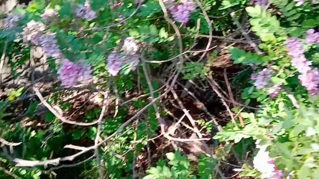 Ярко-розовая акация смотреть онлайн