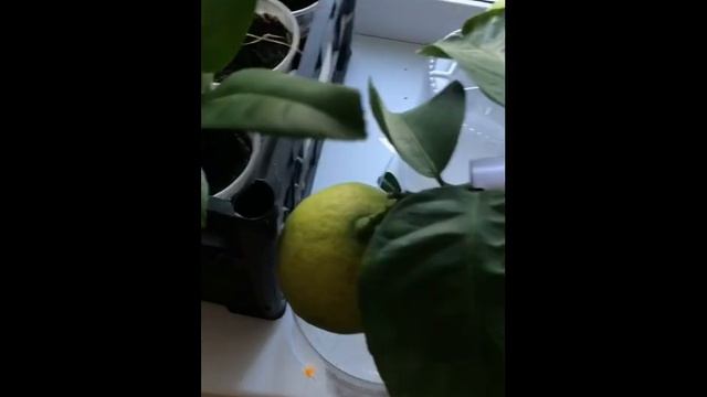 Переезд сада в дом на зимовку смотреть онлайн