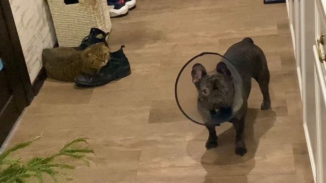 сглазили МИТЮ смотреть онлайн