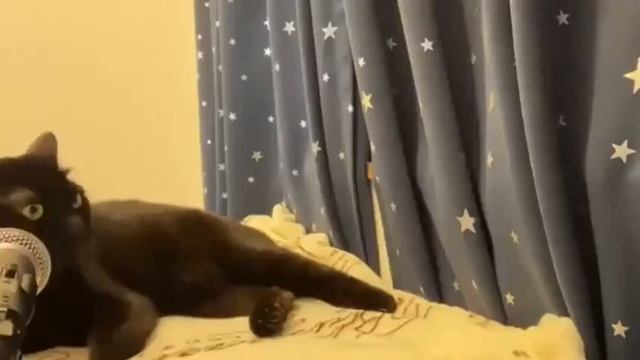 кот мяукает и пропадает смотреть онлайн