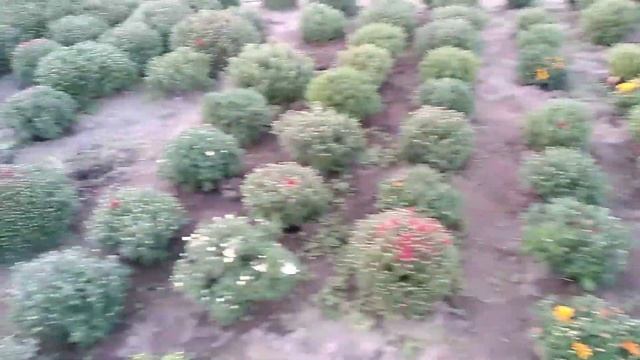 Хризантема -мультифлора Первый опыт по выращиванию на продажу в горшках. смотреть онлайн