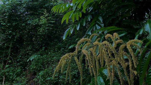Музыка дождя в лесу с пением птиц, перед Сном, Успокоиться, Расслаб | soothing , therapeutic music. смотреть онлайн