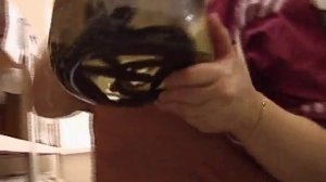 Разведение медицинских пиявок