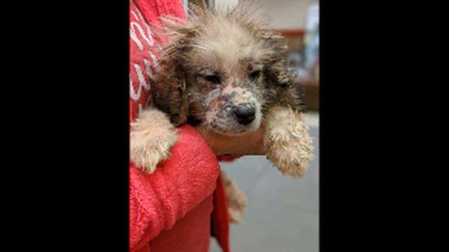 Мужчина не сразу понял, что за существа прижимаются к друг другу от холода. смотреть онлайн