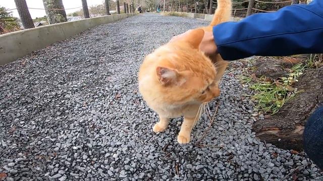 遊歩道で見掛けた茶トラ猫ちゃん、撫で撫ですると喜んで懐いてきた