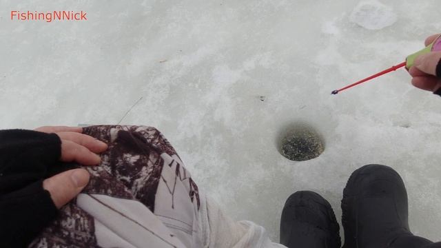 Жадная весенняя плотва. Ловля плотвы весной со льда. смотреть онлайн