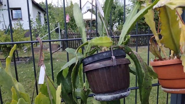 Kakteen.Epiphyllum. смотреть онлайн