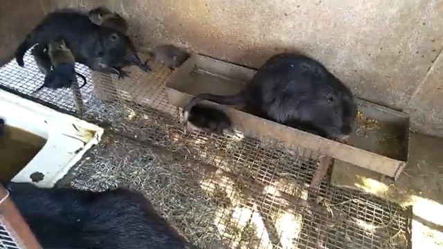 СУПЕР КЛЕТКА ДЛЯ НУТРИЙ. смотреть онлайн