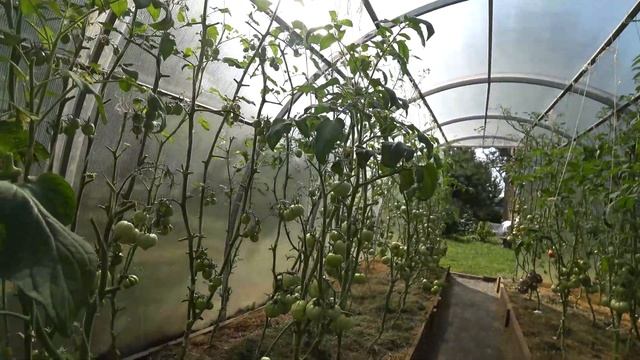 Приглашаю в теплицы моей мамы Там томаты, перцы, баклажаны и огурцы смотреть онлайн