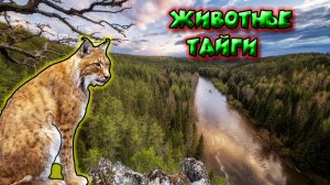 Животные Тайги