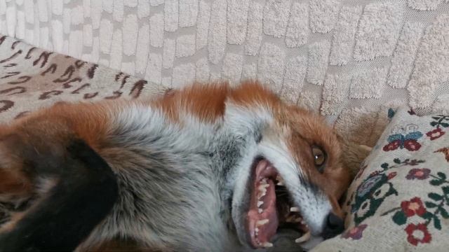 Лиса Василиса - Понять и простить смотреть онлайн