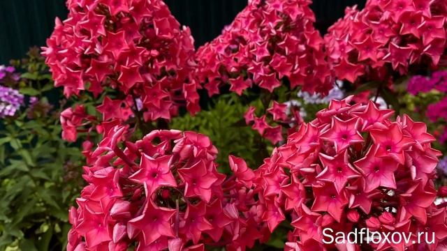 Флокс Частушка, селекции Е.А. Константиновой смотреть онлайн