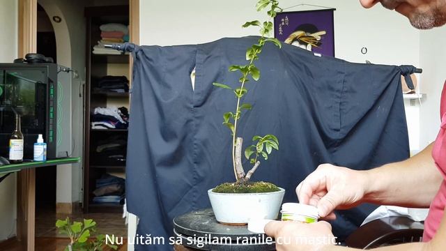 Chaenomeles Japonica Bonsai/ O Iau De La Zero.