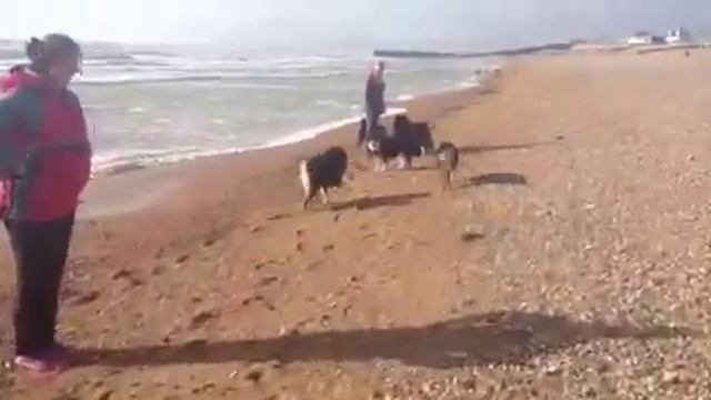 Finnish lapphunds at the beach смотреть онлайн