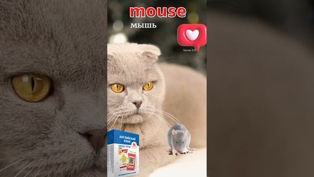 Название маленьких животных на английском языке 3 / The name small animals #english #animals смотреть онлайн