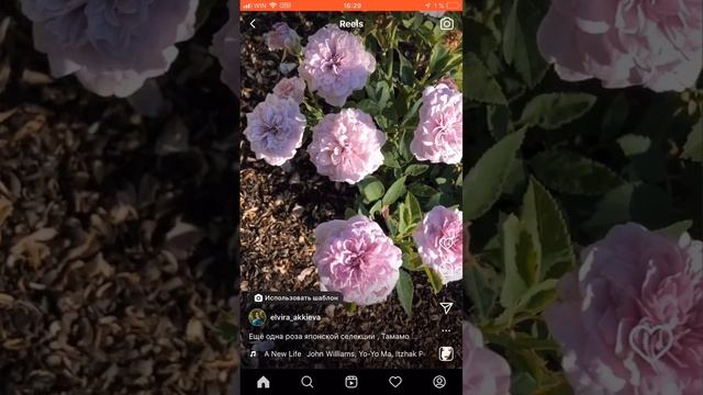 Японская роза Тамамо , Tamamo . #roses #питомникроз смотреть онлайн