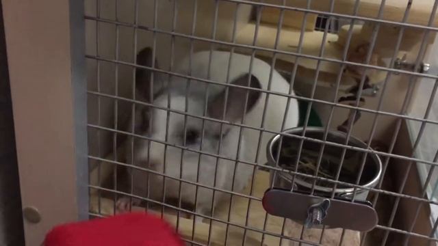 Звуки шиншиллы Пломбирчик Часть 2 смотреть онлайн