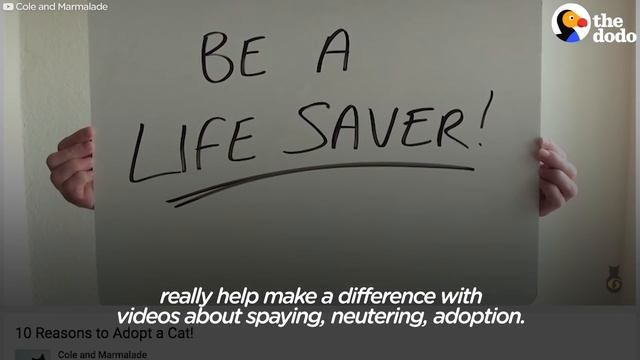Cole and Marmalade: Rescue Cats Help Save Lives | The Dodo смотреть онлайн