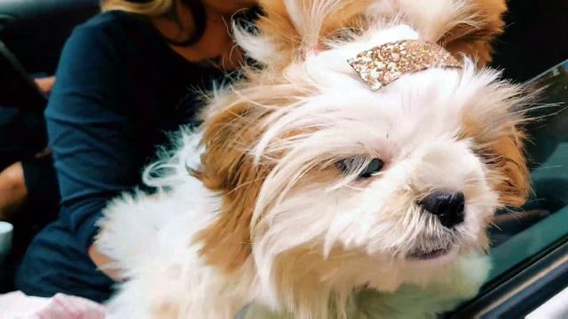 BAD LUCK INCOMPLETE BIRTHDAY VLOG ?? ||hindi vlog 260 смотреть онлайн