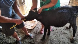 Тимпания рубца у телят (первая помощь)