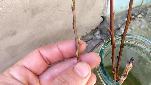 Как узнать , жив ли привой? смотреть онлайн
