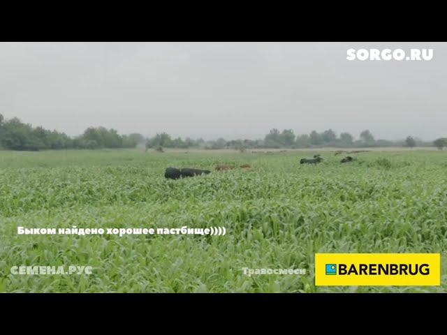 Бык дошел до цели сорговое пастбище смотреть онлайн