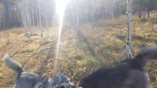 Хаски Иджин встретился с Катей🐺🐾Husky Ijin met up with Katya#huskyIdel смотреть онлайн