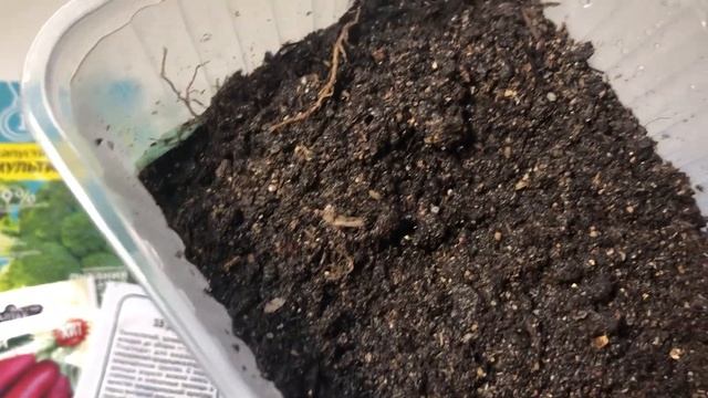 Сеем микрозелень! Какие семена выбрать и способы посева смотреть онлайн