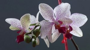 Цветущая орхидея опустила листья, потеряла тургор... Что делать?