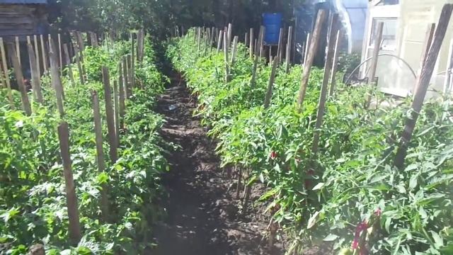 ПОДКОРМКА ТОМАТОВ ОТКРЫТОГО ГРУНТА В ФАЗЕ ОБРАЗОВАНИЯ ПЛОДОВ. Ольга Чернова. смотреть онлайн