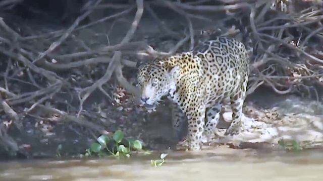 Excitement Of The Lion Couple Made The Python Go Crazy And Massacre The Terrifying Lions смотреть онлайн