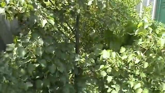 Липа цветет, но пчелы не посещают смотреть онлайн