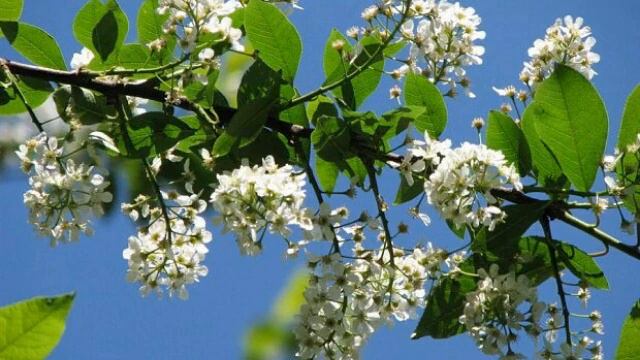 Белая черёмуха. Анна Герман. смотреть онлайн