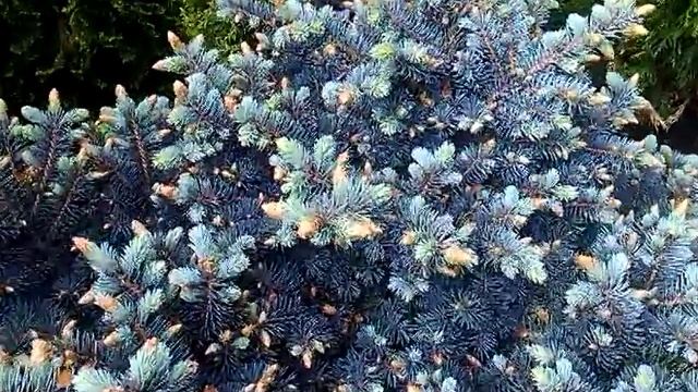 Ель колючая голубая "Глаука Глобоза" Picea pungens "Glauca Globosa" от питомника "Природа" смотреть онлайн