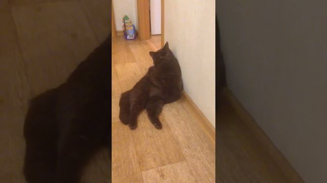 Британский котенок шоколадный кот из питомника British House смотреть онлайн