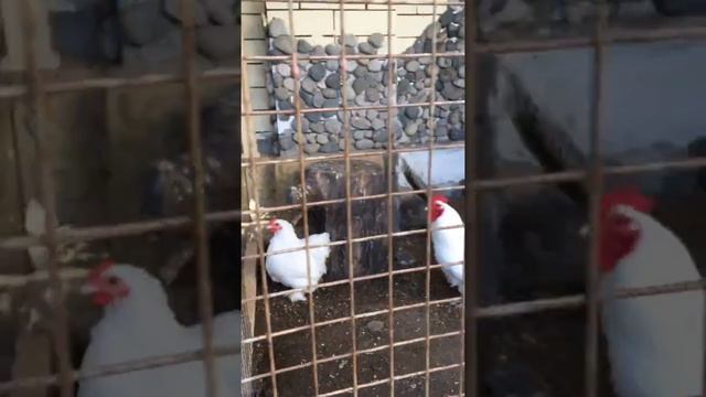 Кохинхин карликовый смотреть онлайн