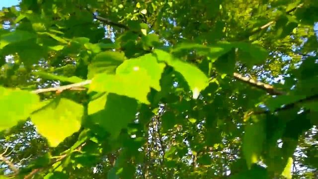 Первые майские веники в баню. смотреть онлайн