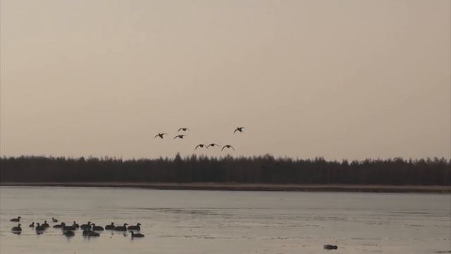 РАССТАНОВКА ЧУЧЕЛ УТОК ВЕСНОЙ НА КОЛЫМЕ смотреть онлайн