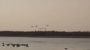 РАССТАНОВКА ЧУЧЕЛ УТОК ВЕСНОЙ НА КОЛЫМЕ