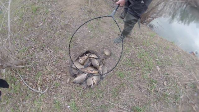 Карасики. Мерные. По 1 кг и чуть больше смотреть онлайн