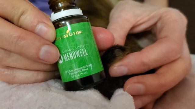 Banded tail maintenance after a couple of weeks смотреть онлайн