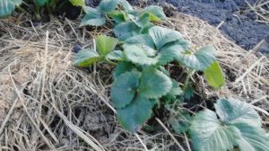 Обработка клубники весной от А до Я