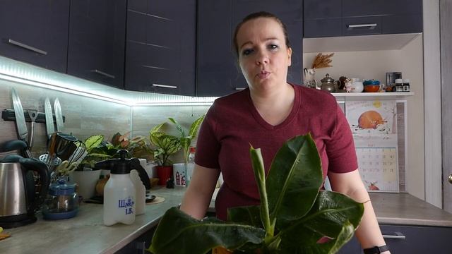 Комнатный банан - уход в домашних условиях