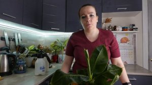 Комнатный банан - уход в домашних условиях