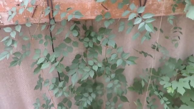 Кампсис, Текома в Поволжье смотреть онлайн