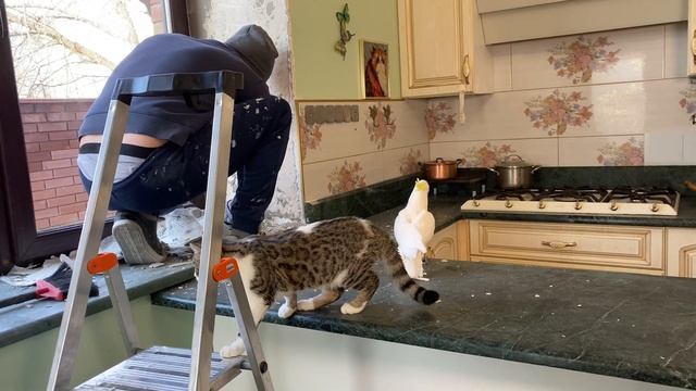 Small Renovation Thankfully to Parrots.Попугаи немного погрызли стены так что пришлось сделать ремо смотреть онлайн